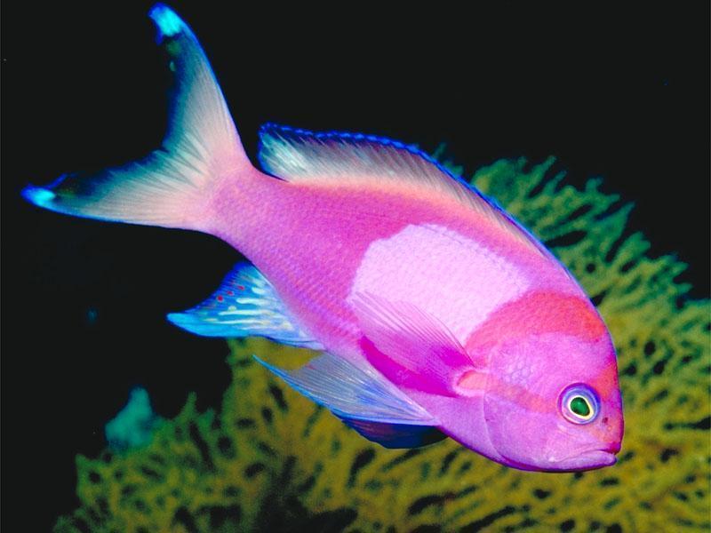 Fish - tropical-fish-fish-5412589-800-6001.jpg